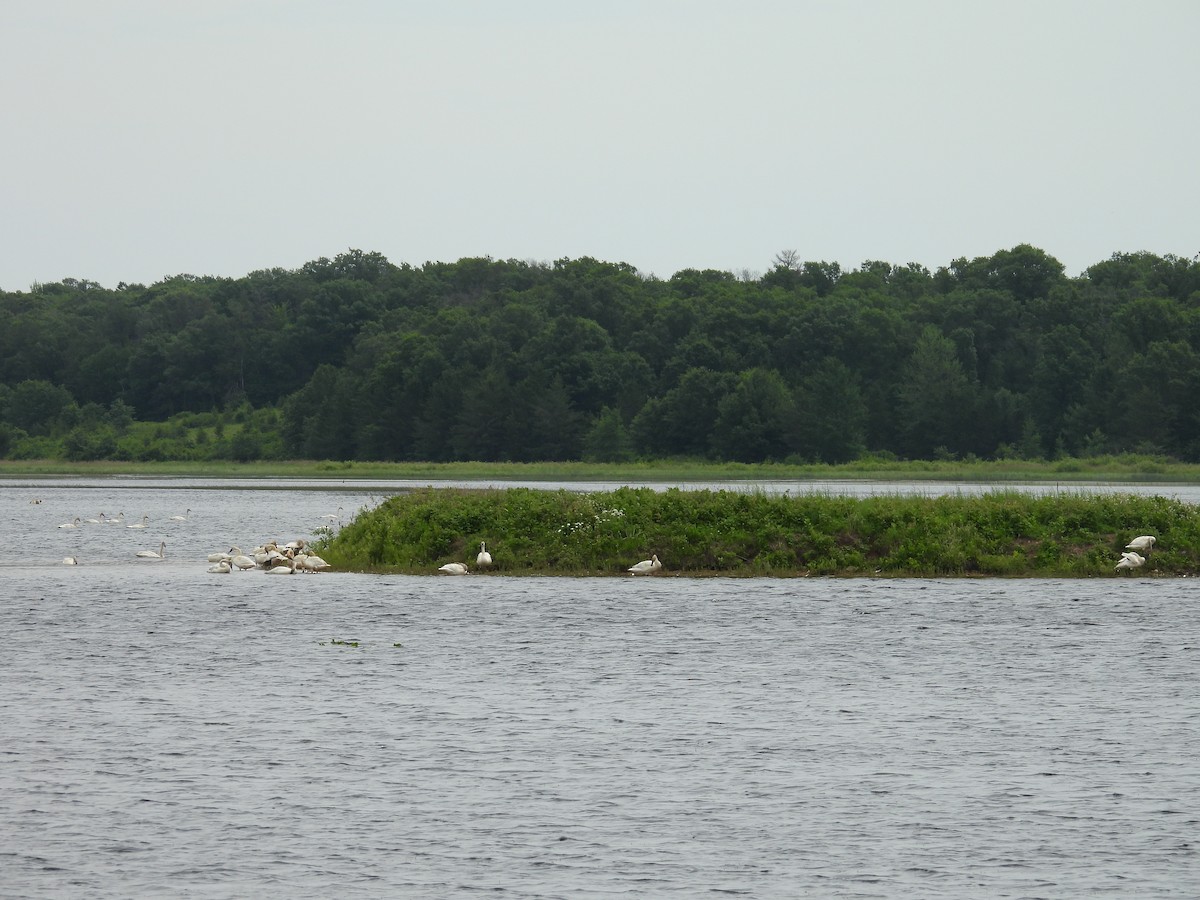 Trumpeter Swan - ML620884495