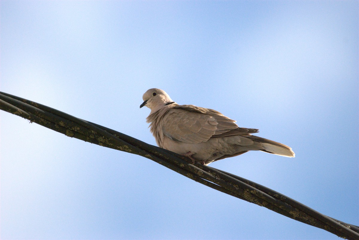Eurasian Collared-Dove - ML620884496