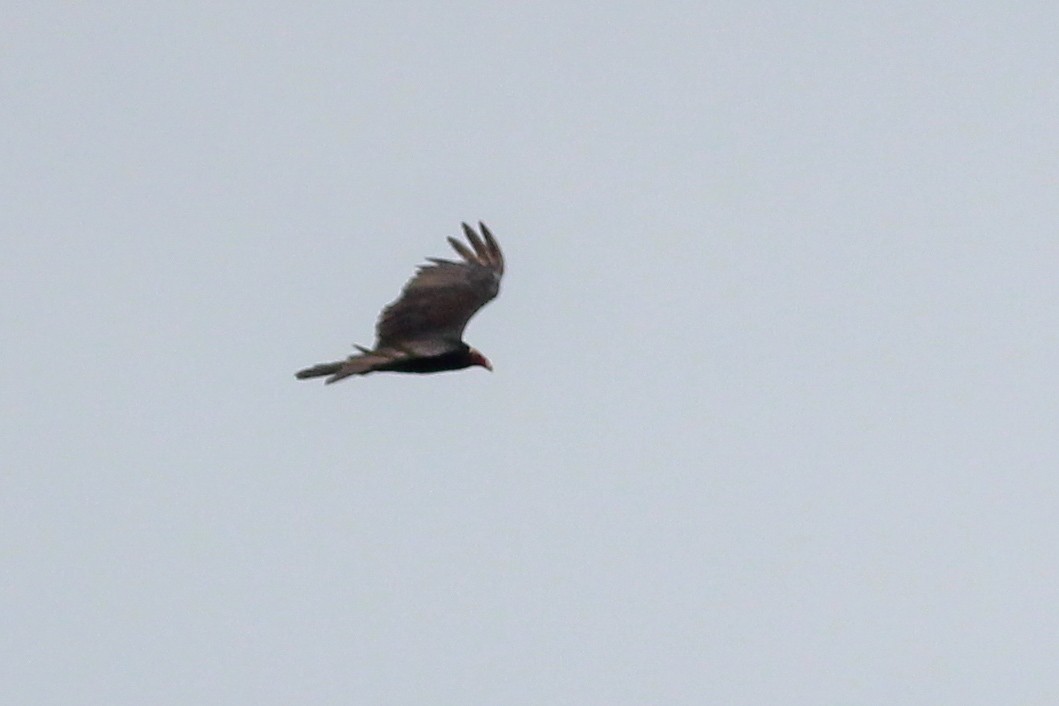 Turkey Vulture - ML620884506