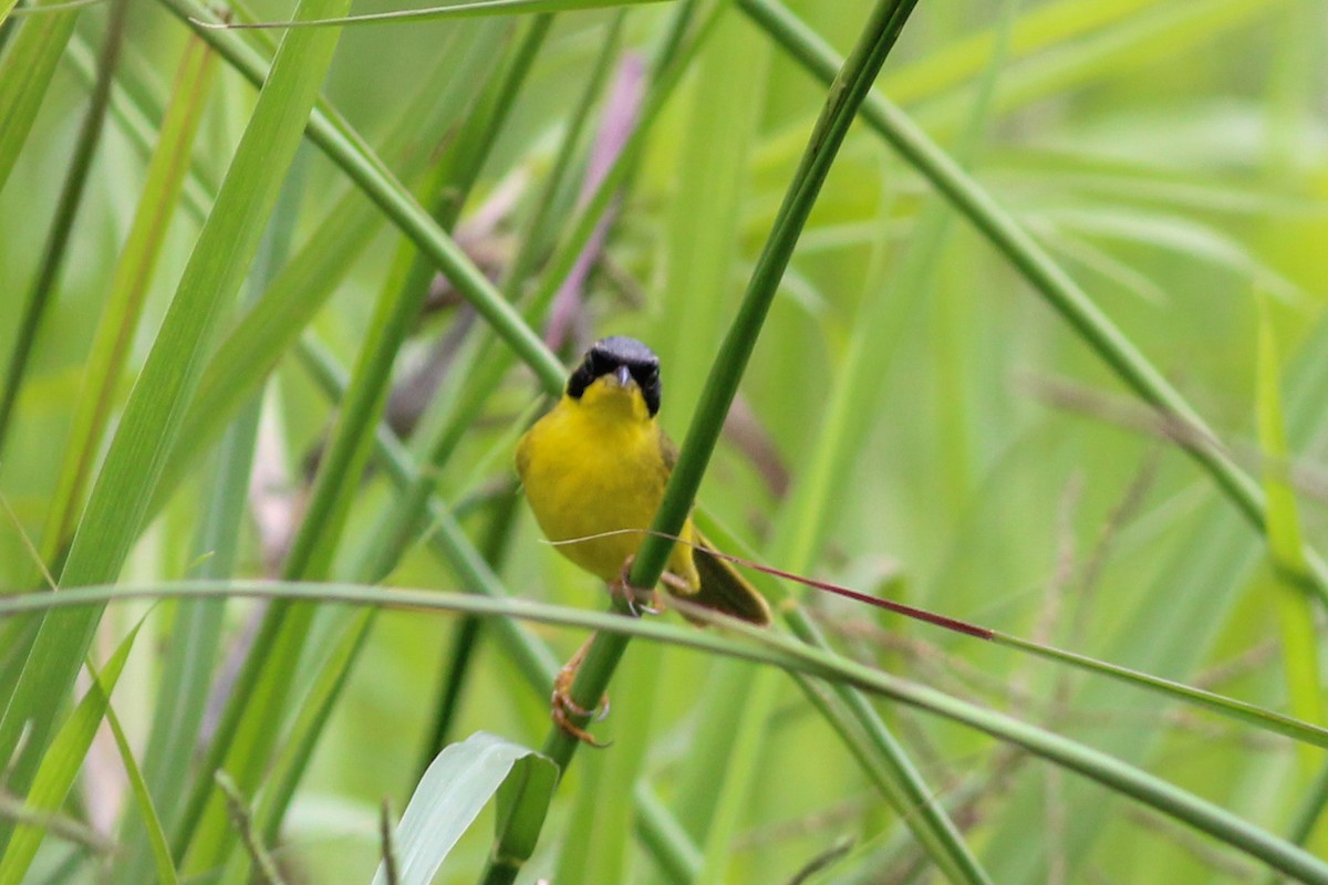 Mascarita Equinoccial (aequinoctialis) - ML620884512