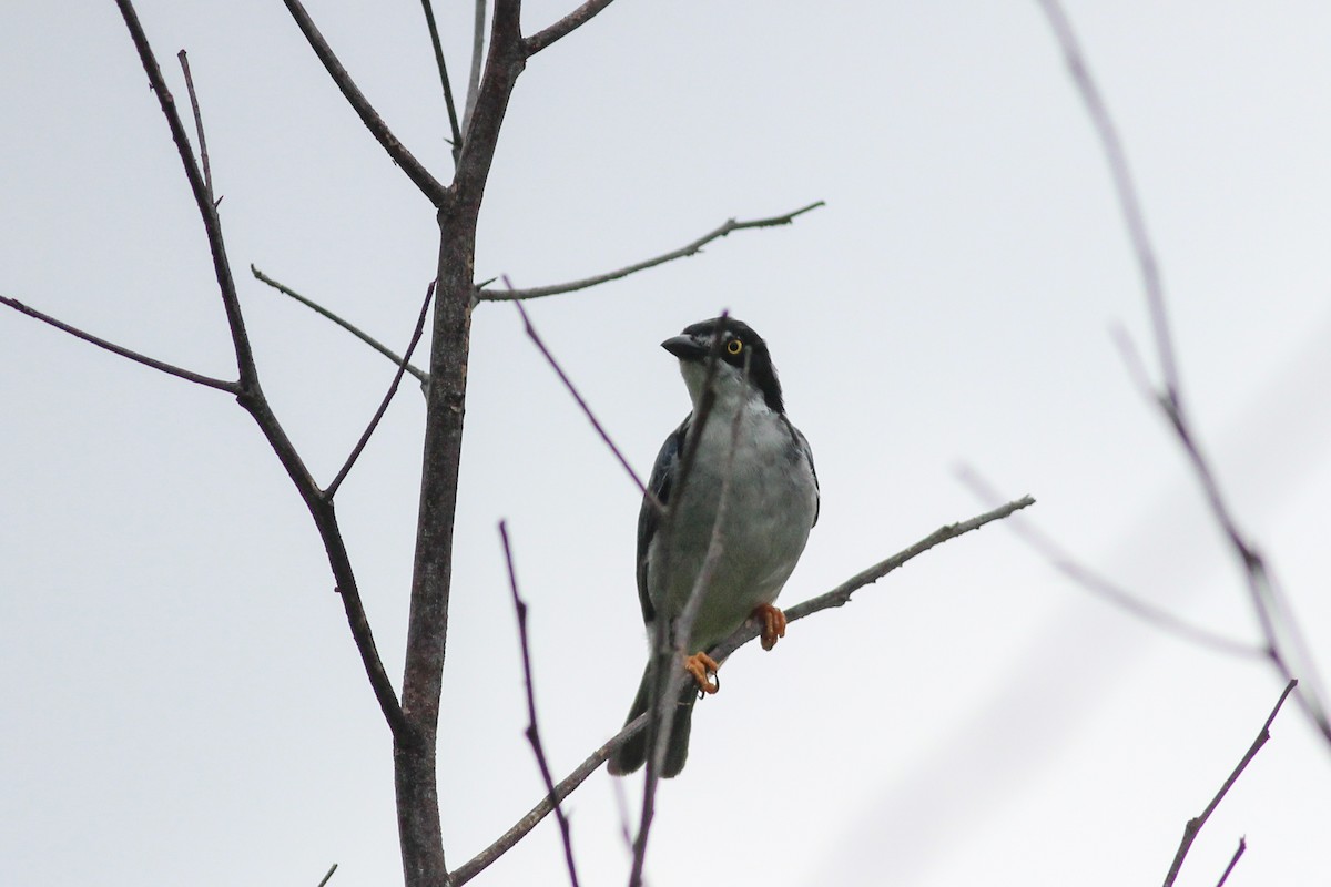 Hooded Tanager - Yaudimar Bermúdez