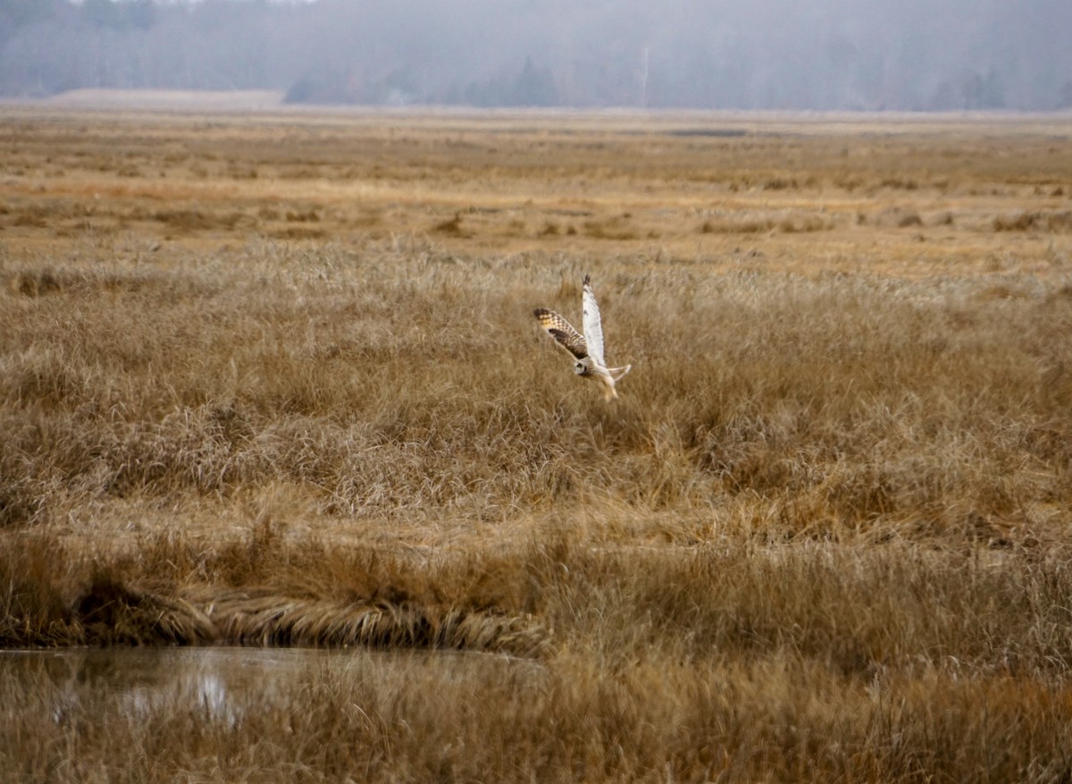 Hibou des marais - ML620884546