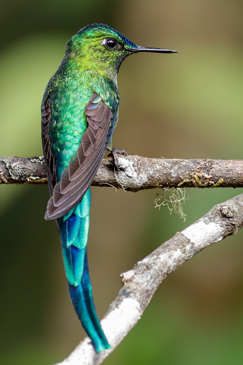 Long-tailed Sylph - ML620884565