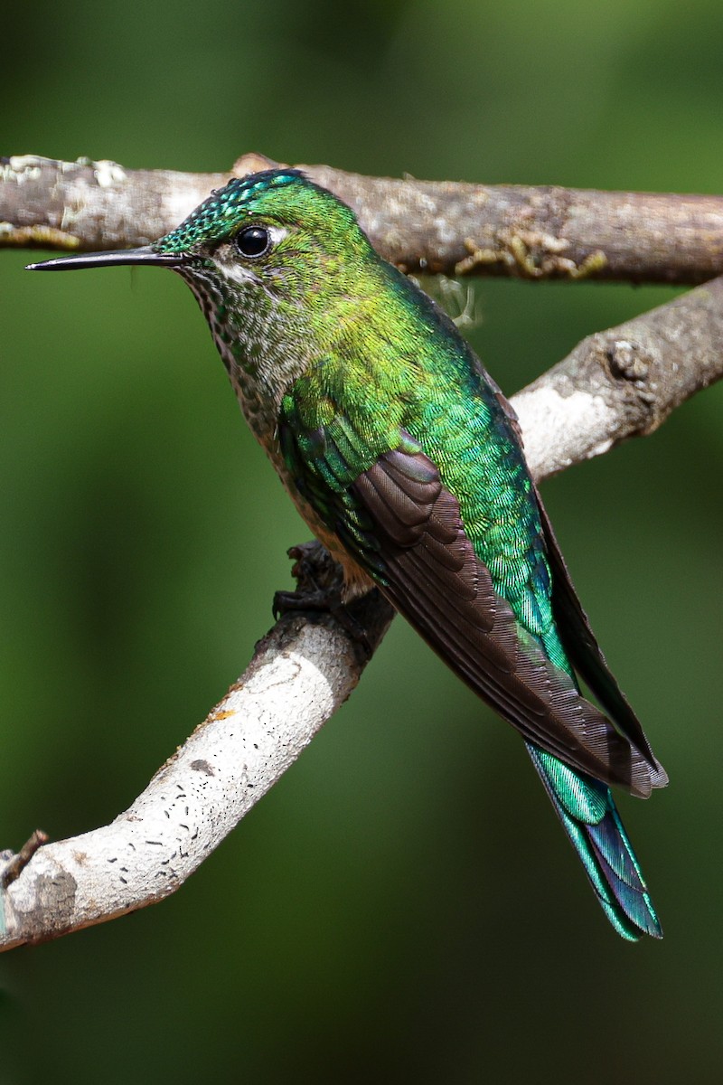Long-tailed Sylph - ML620884566