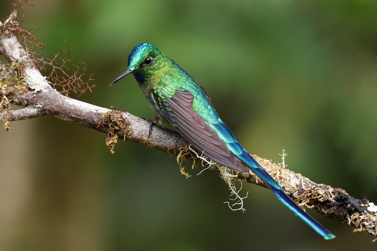 Long-tailed Sylph - ML620884567