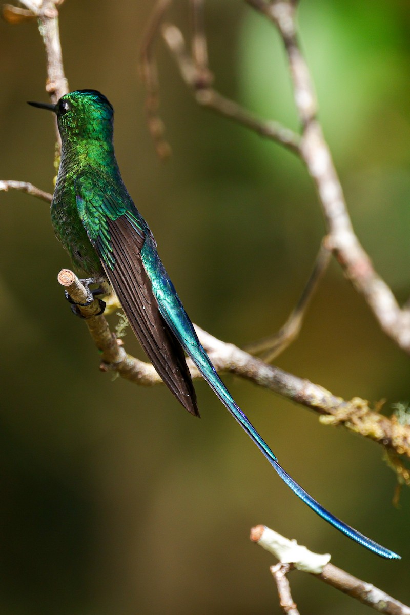 Long-tailed Sylph - ML620884568