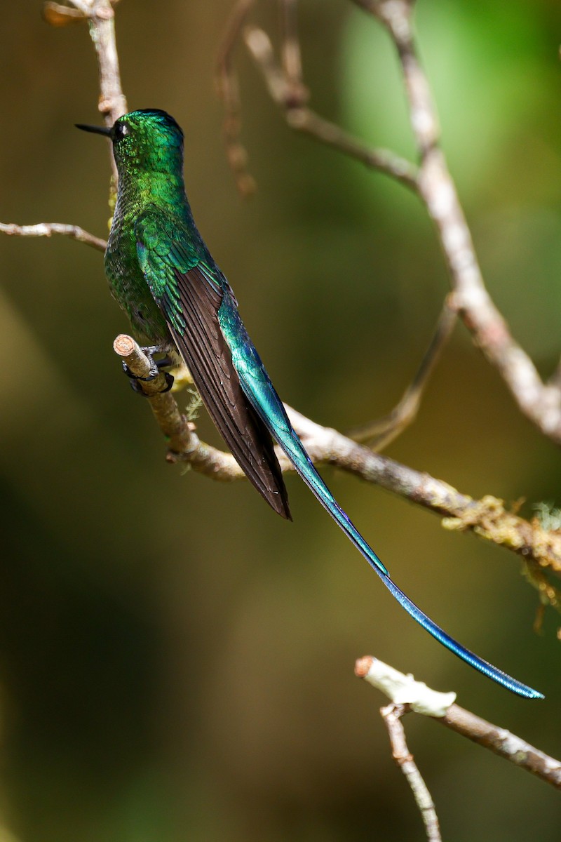 Long-tailed Sylph - ML620884569