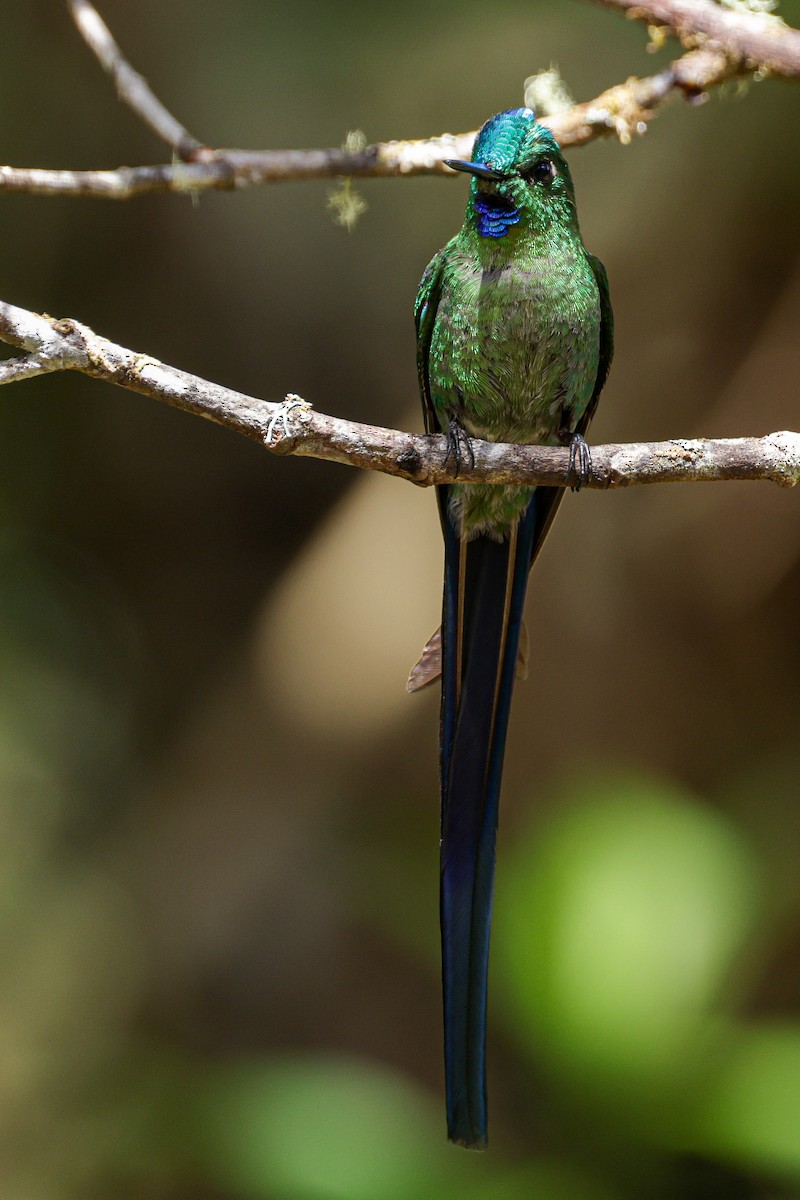 Long-tailed Sylph - ML620884570