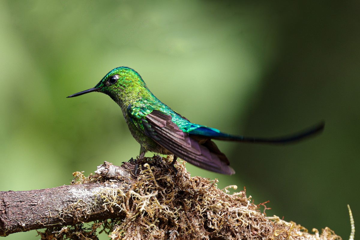 Long-tailed Sylph - ML620884571