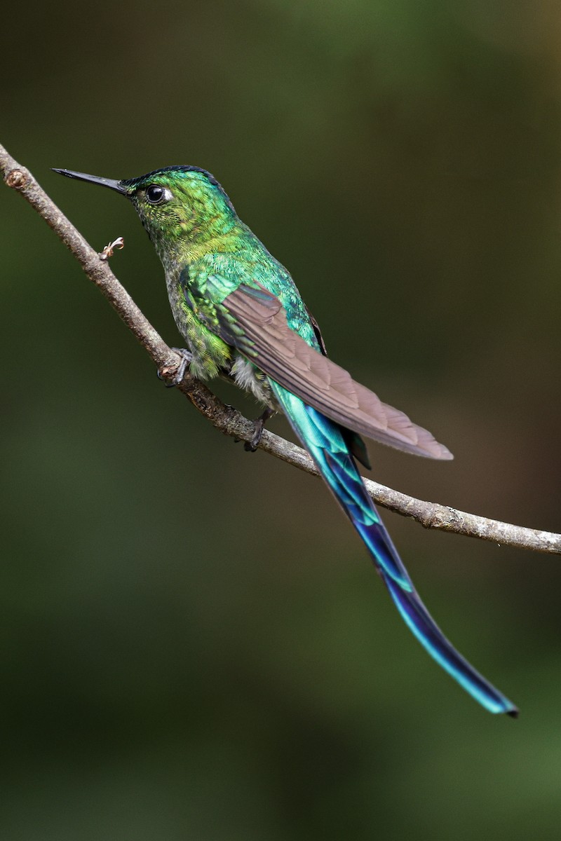 Long-tailed Sylph - ML620884572