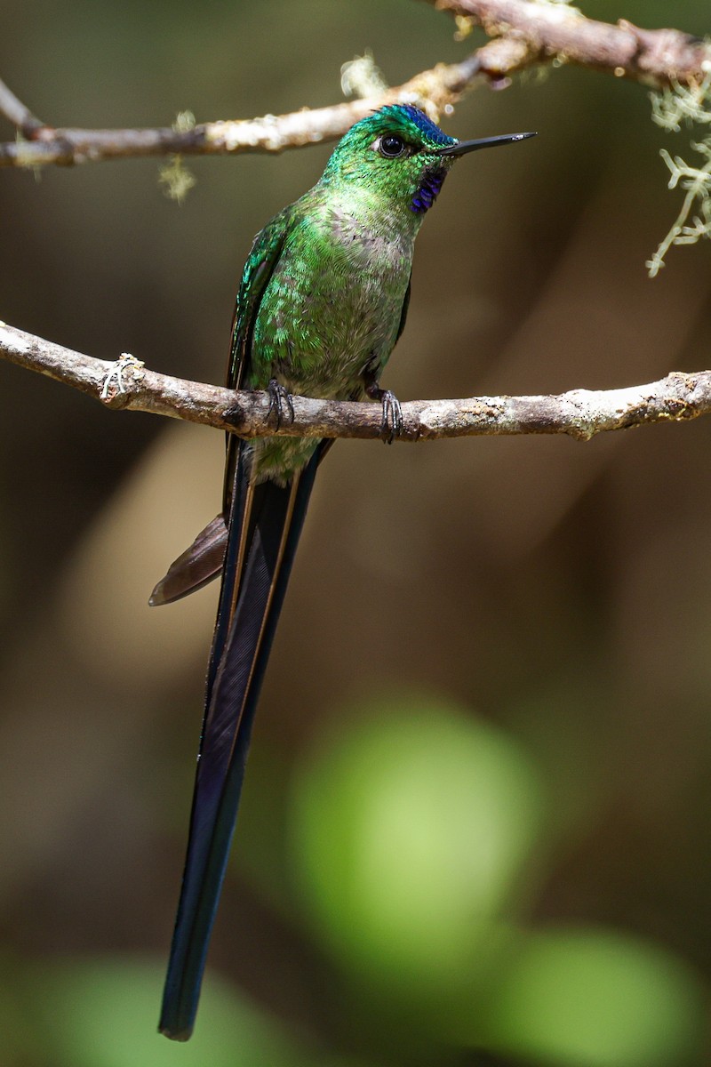 Long-tailed Sylph - ML620884573