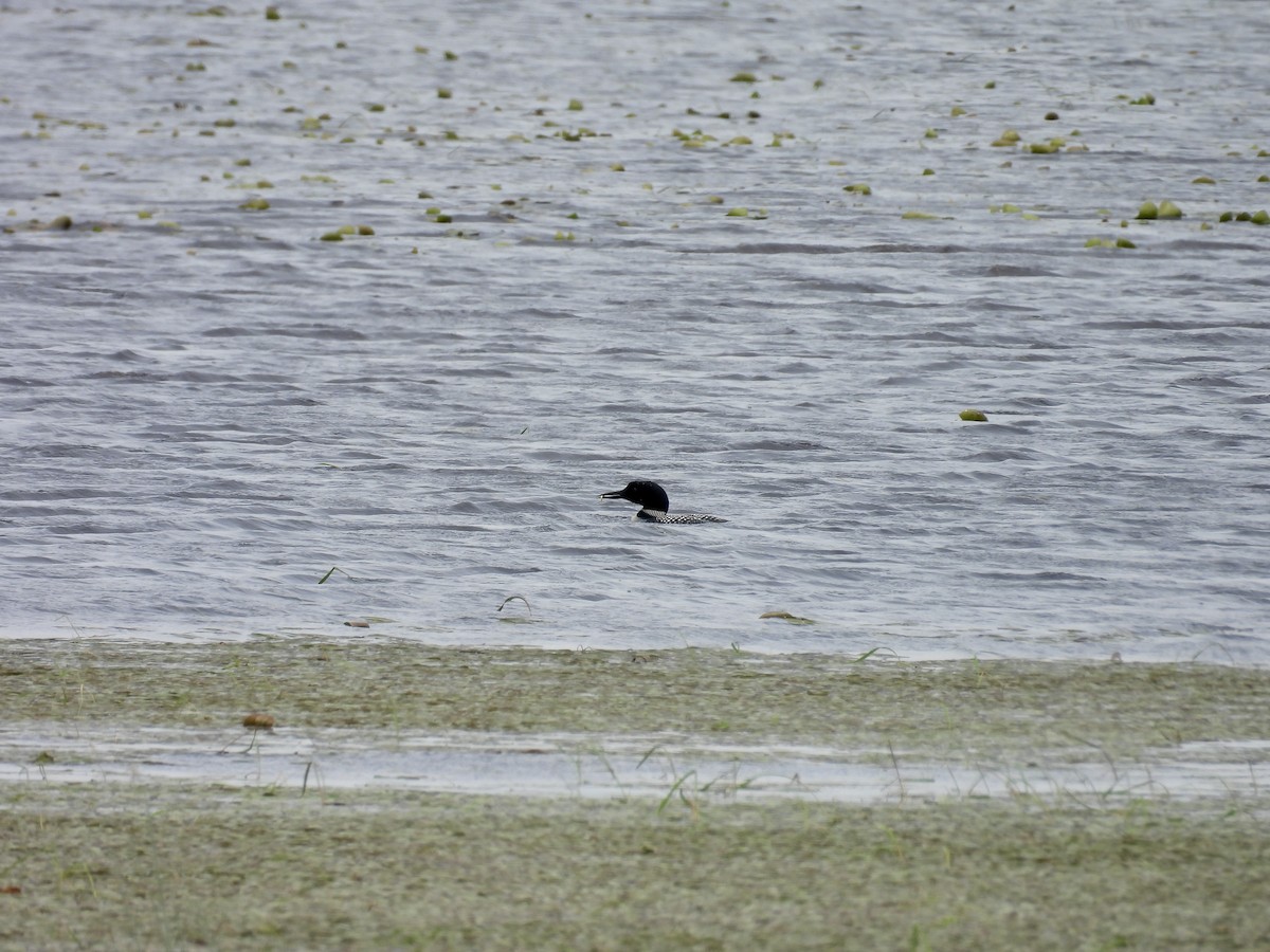 Common Loon - ML620884574