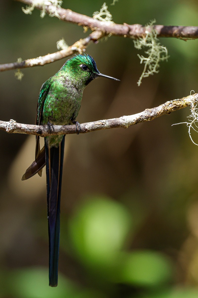 Long-tailed Sylph - ML620884575