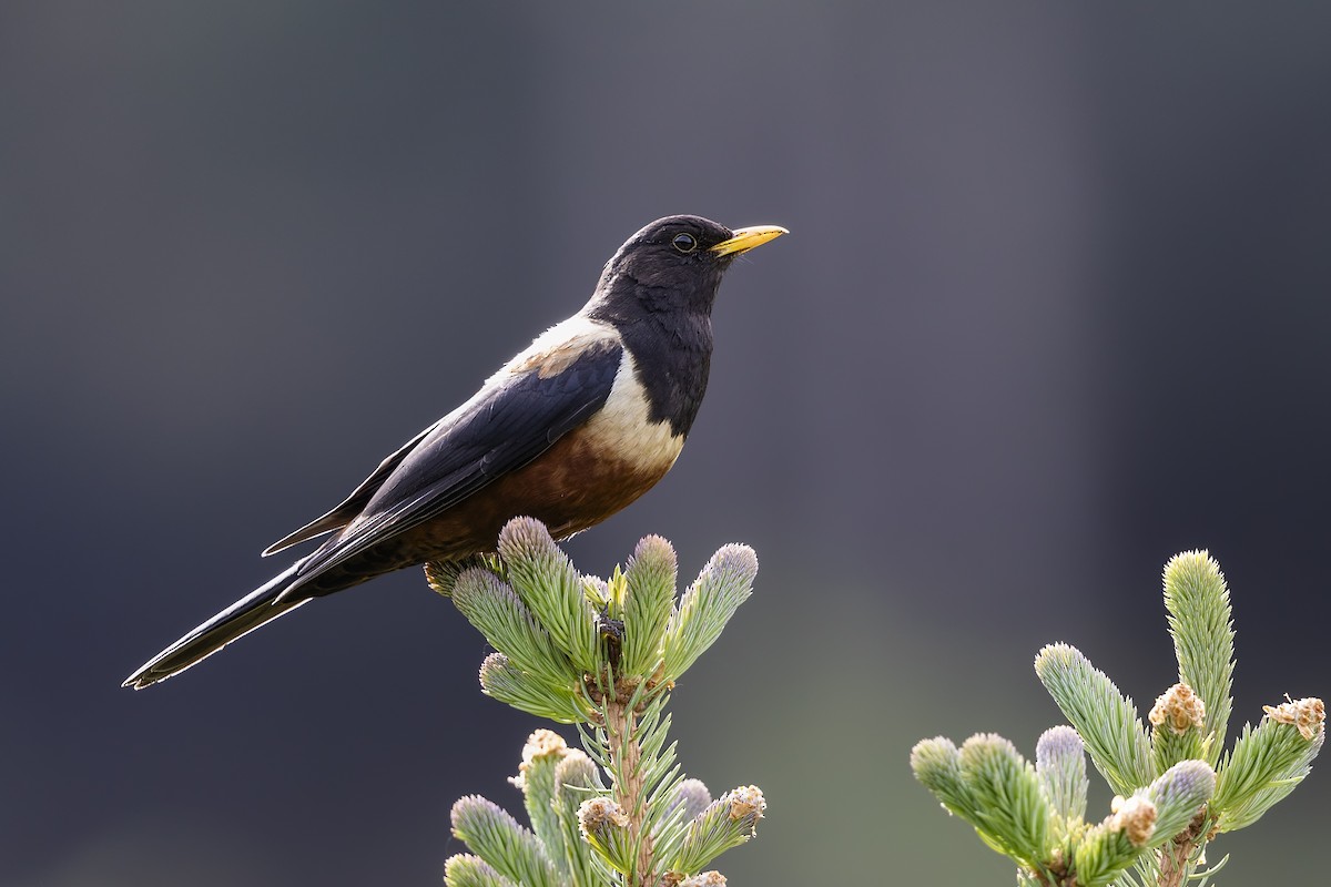 White-backed Thrush - ML620884580