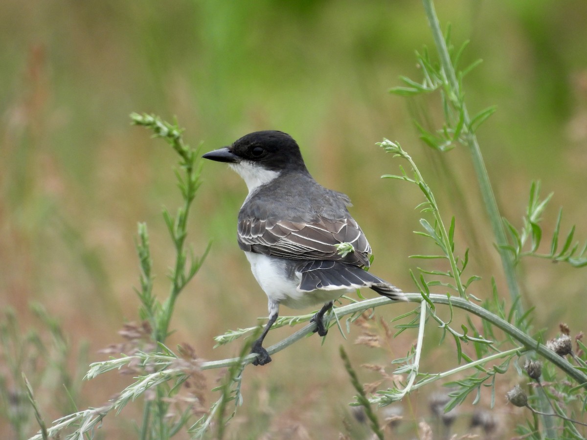 Eastern Kingbird - ML620884583