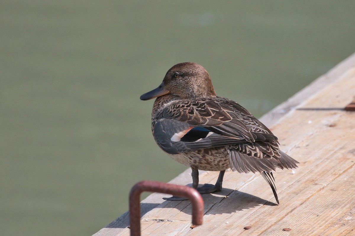 Green-winged Teal - Atsushi Shimazaki