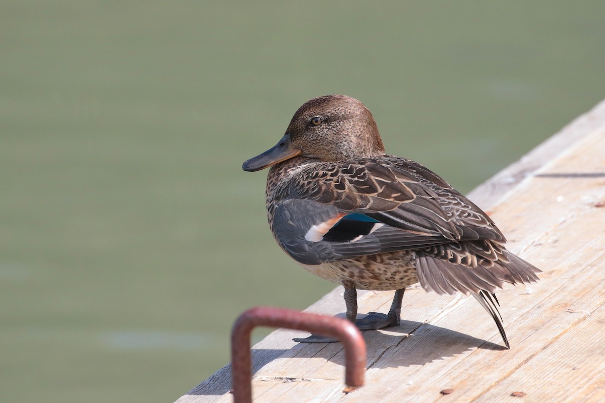 Green-winged Teal - ML620884585