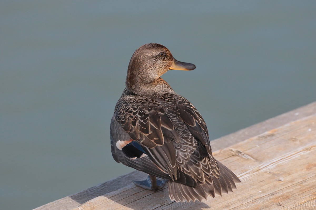 Green-winged Teal - ML620884586