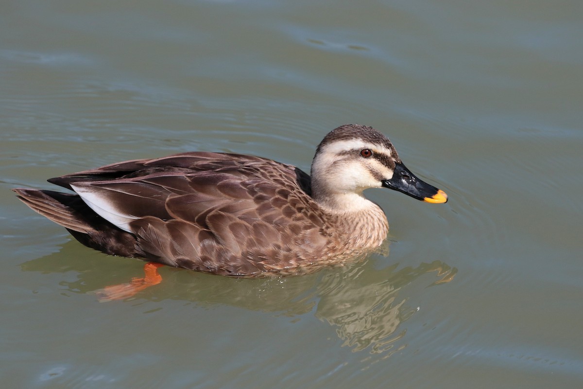 Eastern Spot-billed Duck - ML620884588