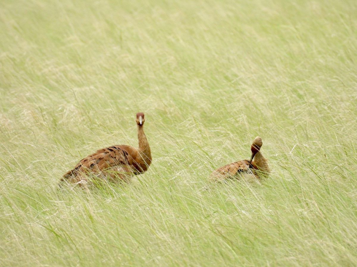 Sandhill Crane - ML620884589