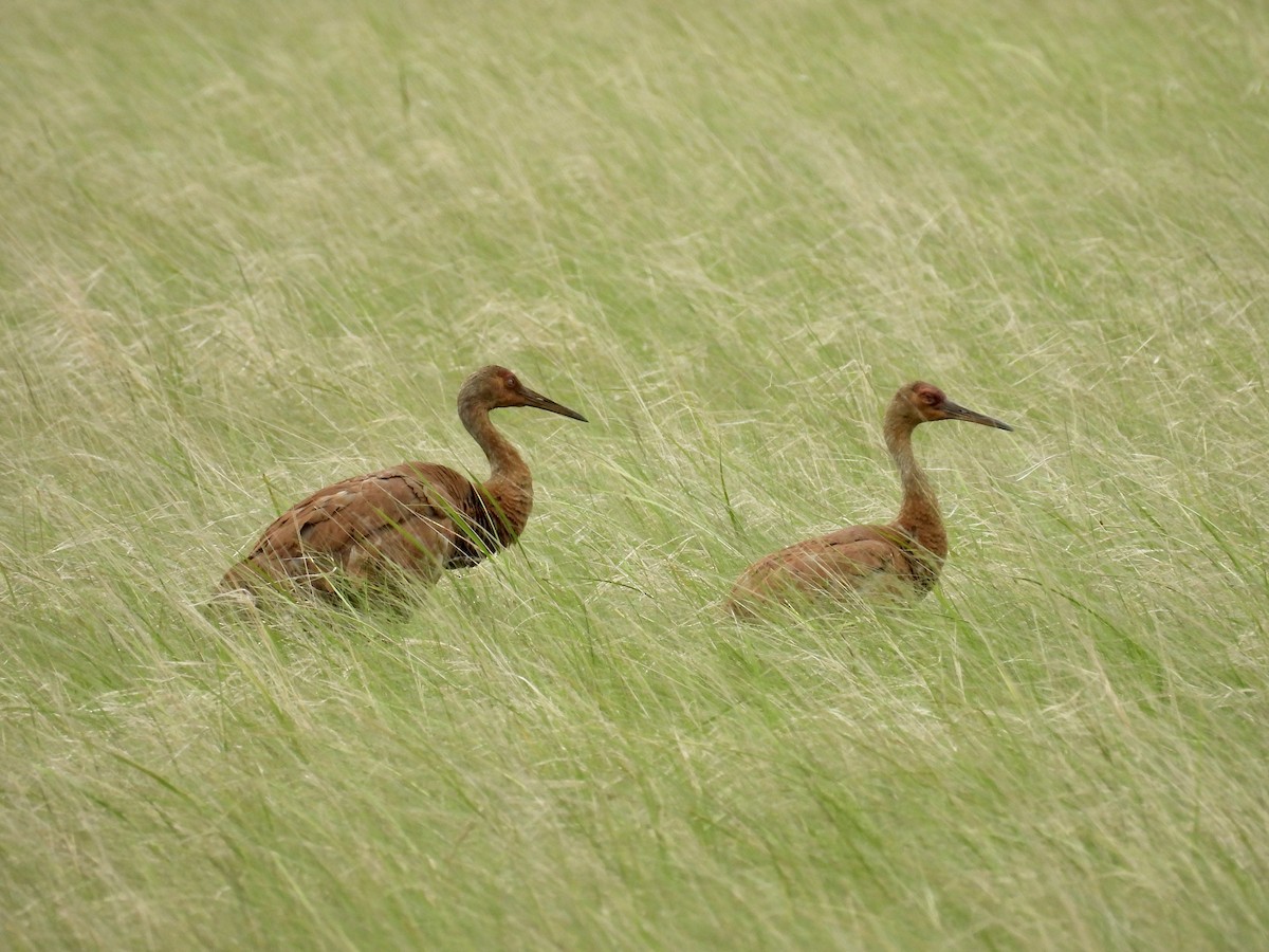 Sandhill Crane - ML620884591