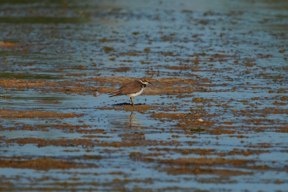 Little Ringed Plover - ML620884593