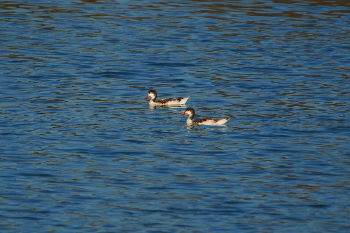 Common Shelduck - ML620884594