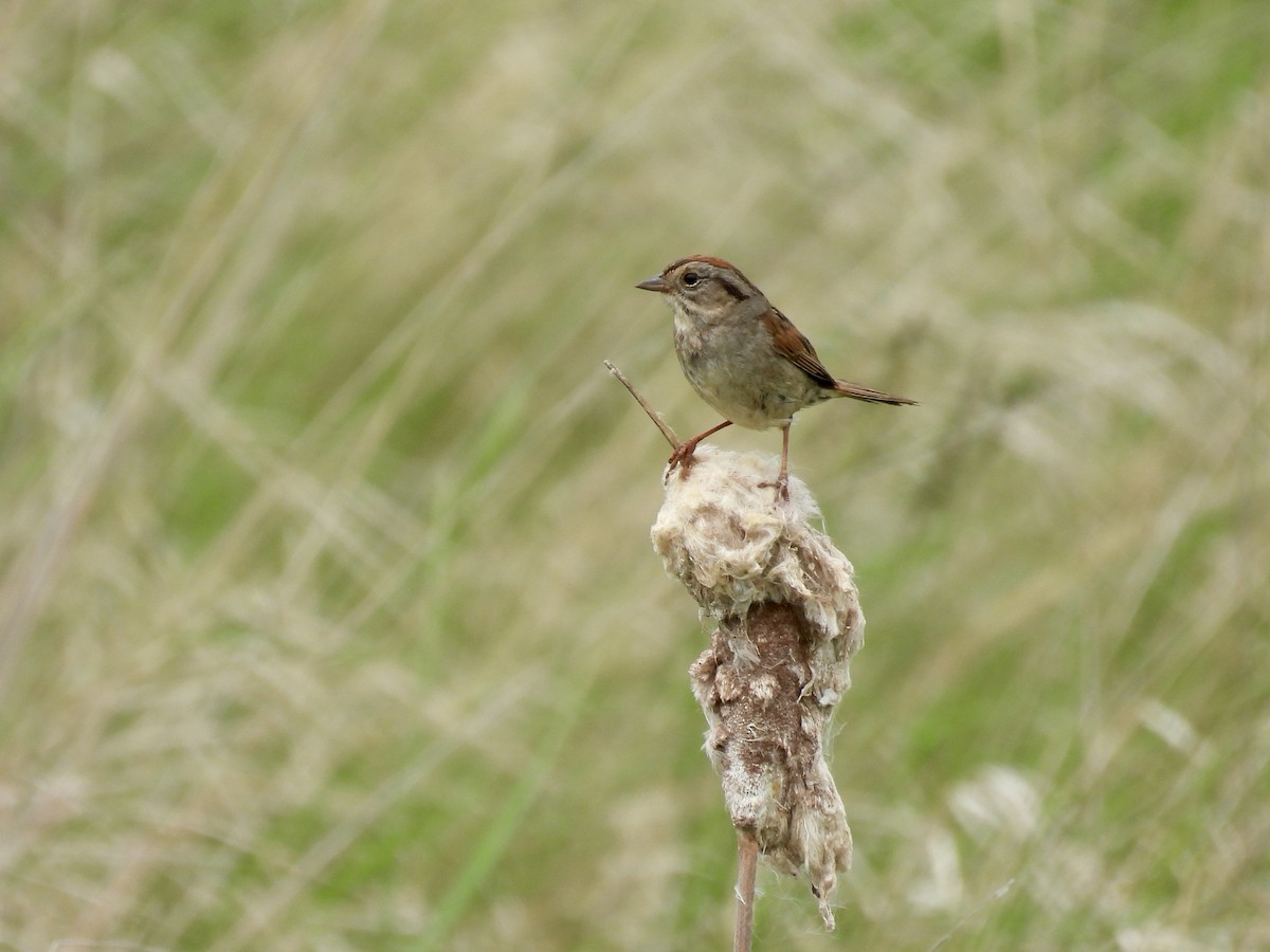 Swamp Sparrow - ML620884600