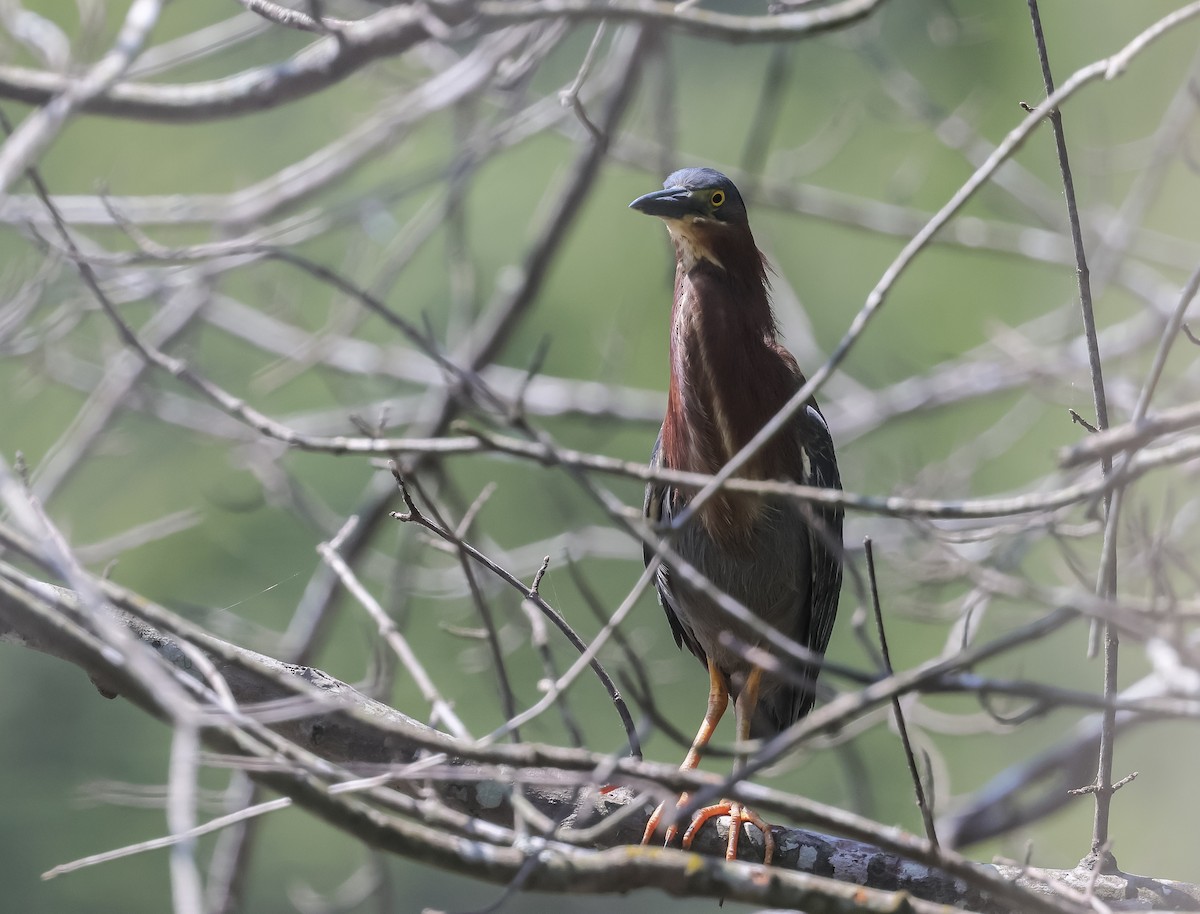 Green Heron - ML620884612