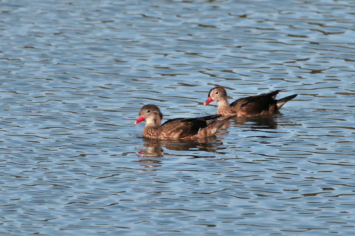 Canard mandarin - ML620884624