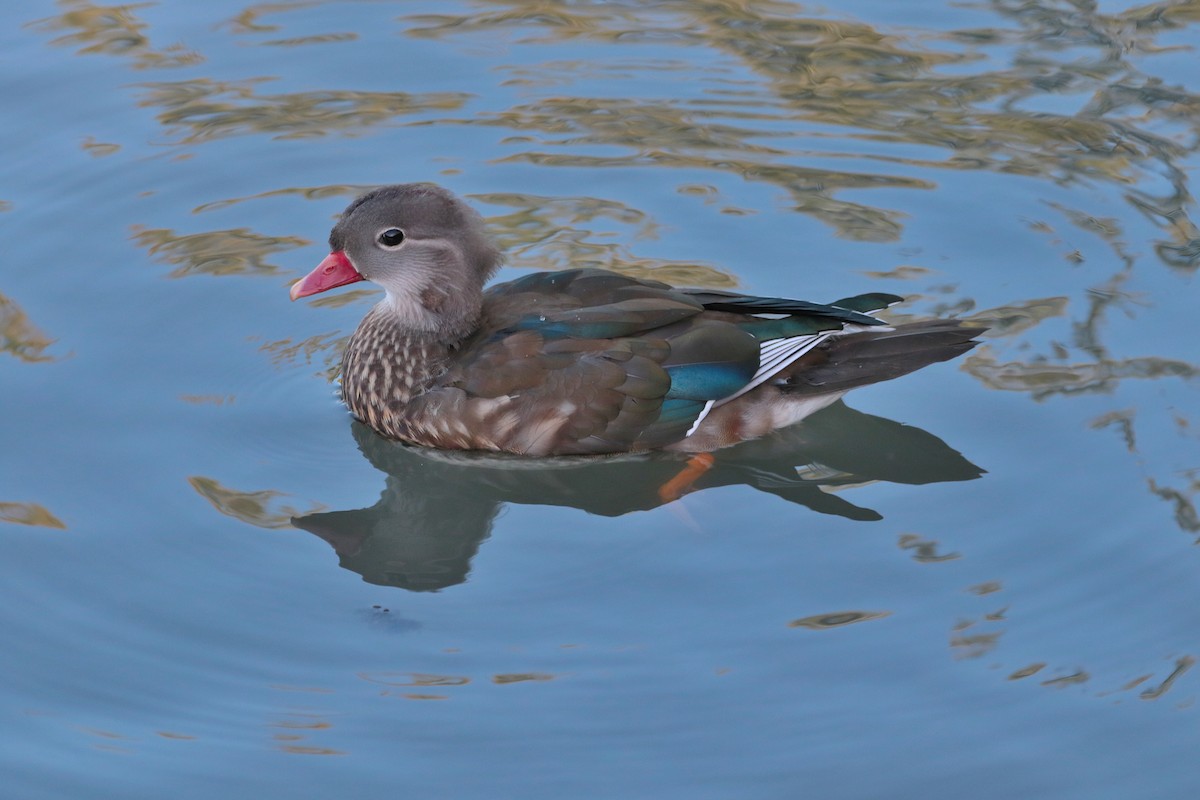 Mandarin Duck - ML620884629