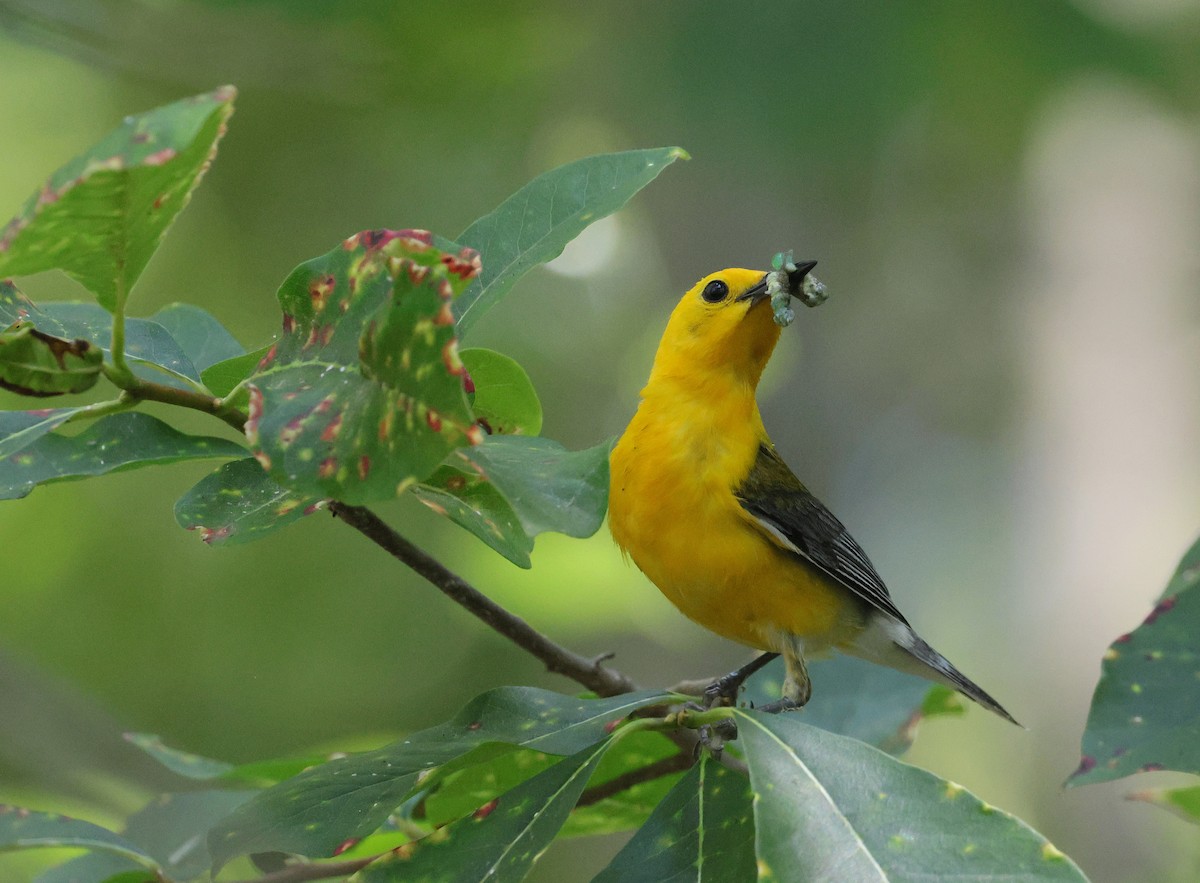 Prothonotary Warbler - ML620884635
