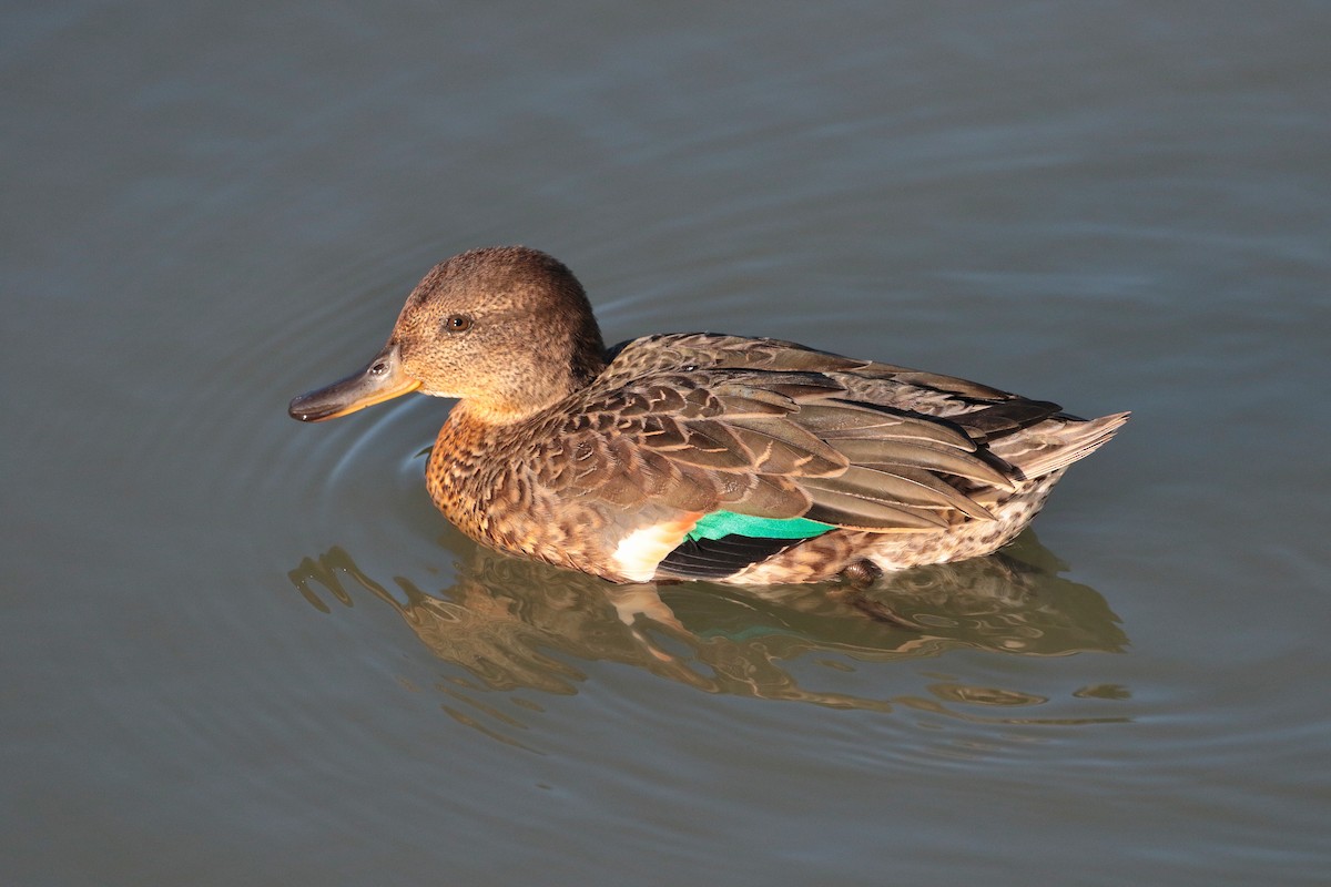 Green-winged Teal - ML620884636