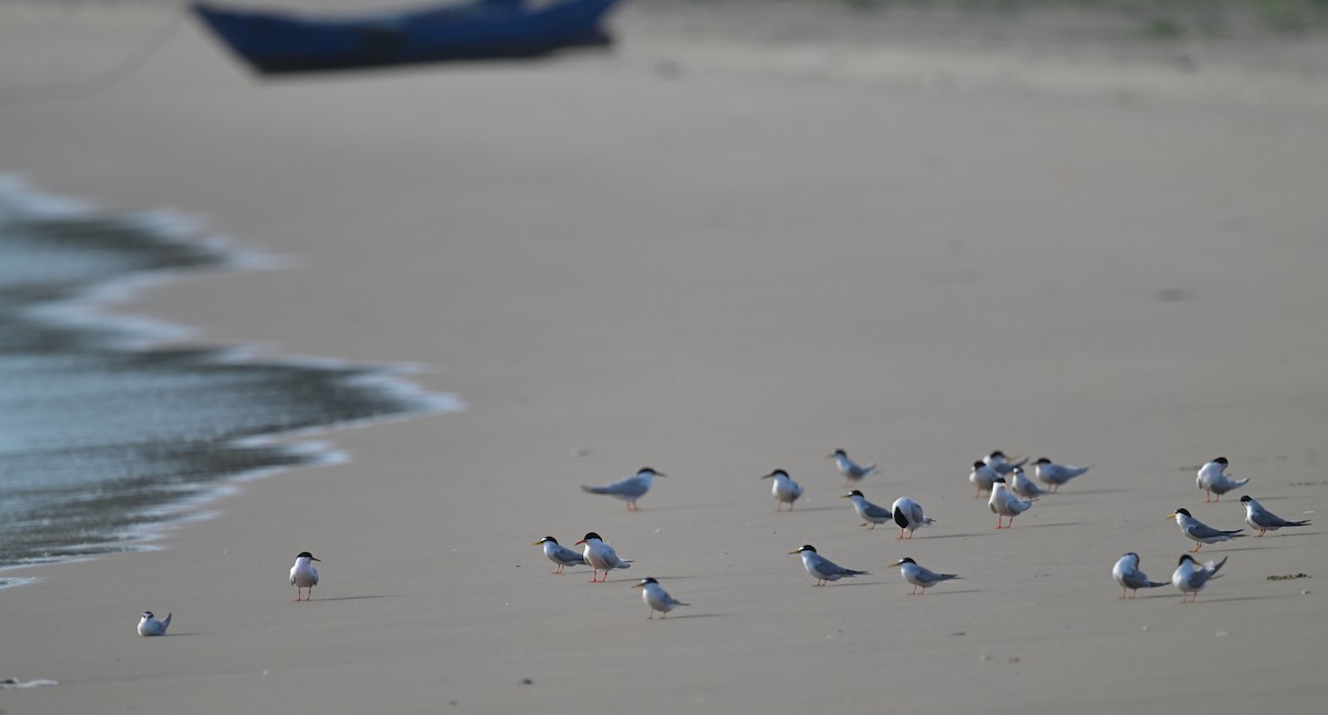 Roseate Tern - ML620884641