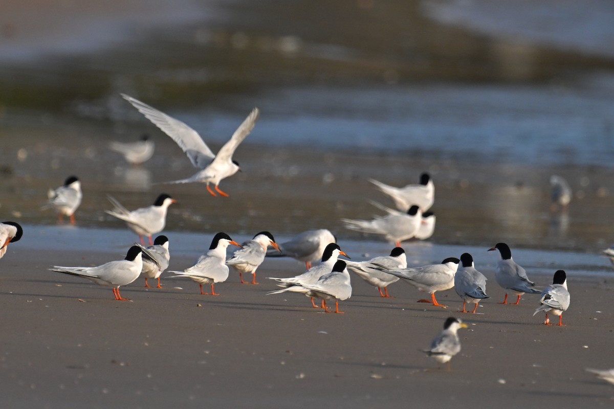 Roseate Tern - ML620884644