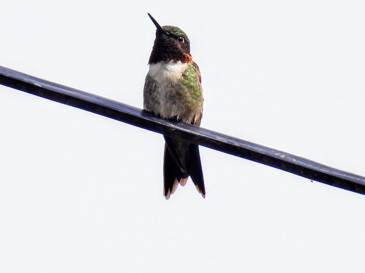 Colibri à gorge rubis - ML620884646