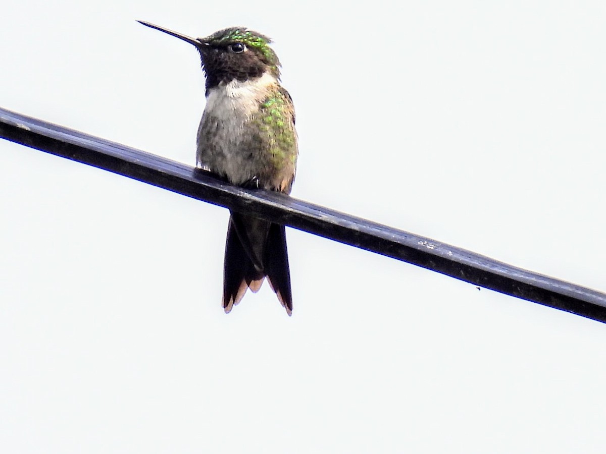 Colibri à gorge rubis - ML620884647