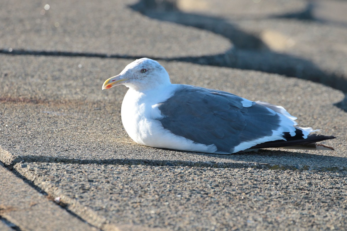 Gaviota de Kamchatka - ML620884650