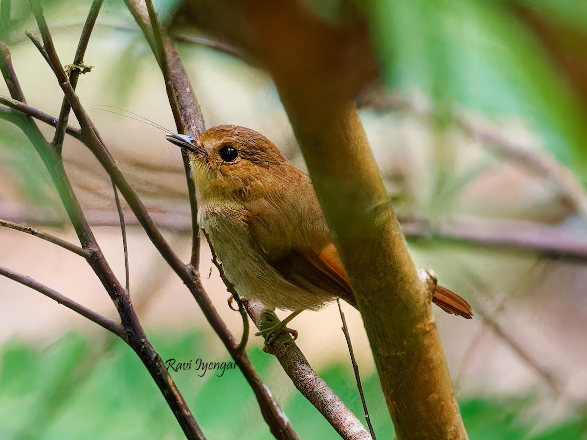 Cryptic Flycatcher - ML620884658