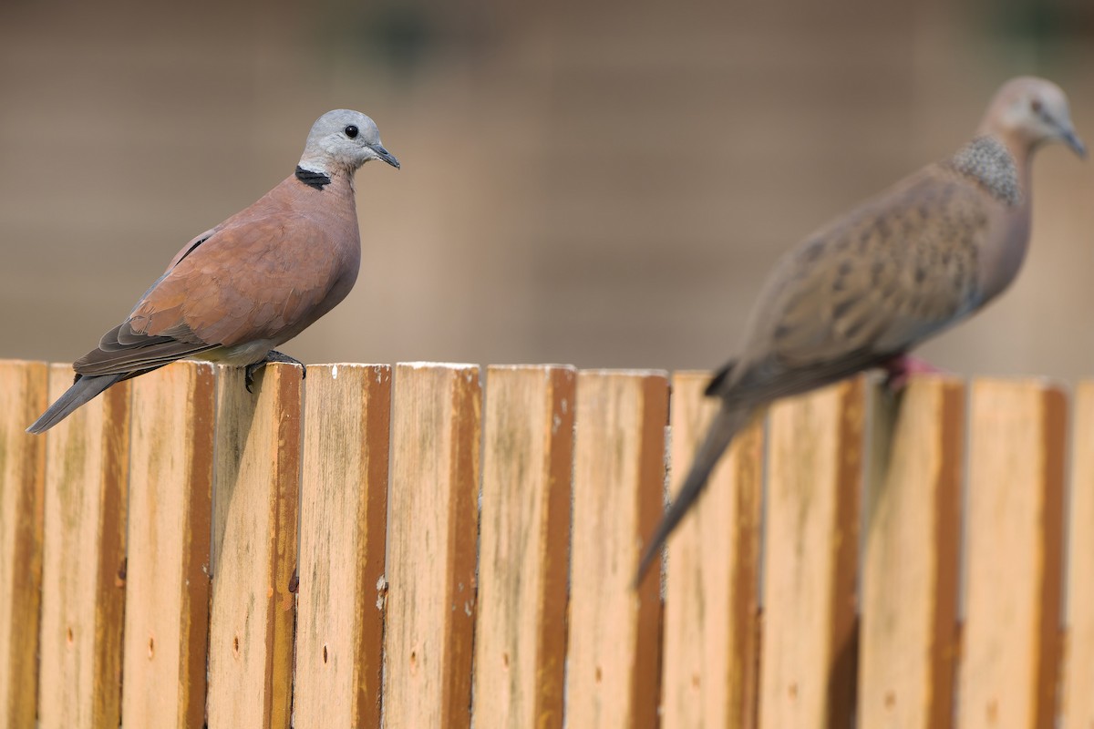 Red Collared-Dove - ML620884664