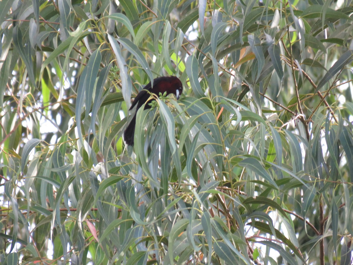 Silver-beaked Tanager - ML620884668