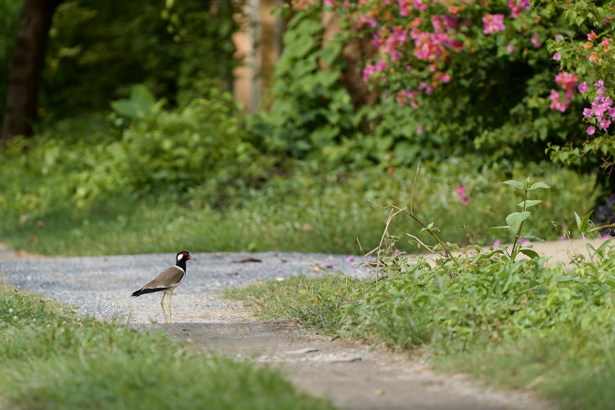 Red-wattled Lapwing - ML620884669