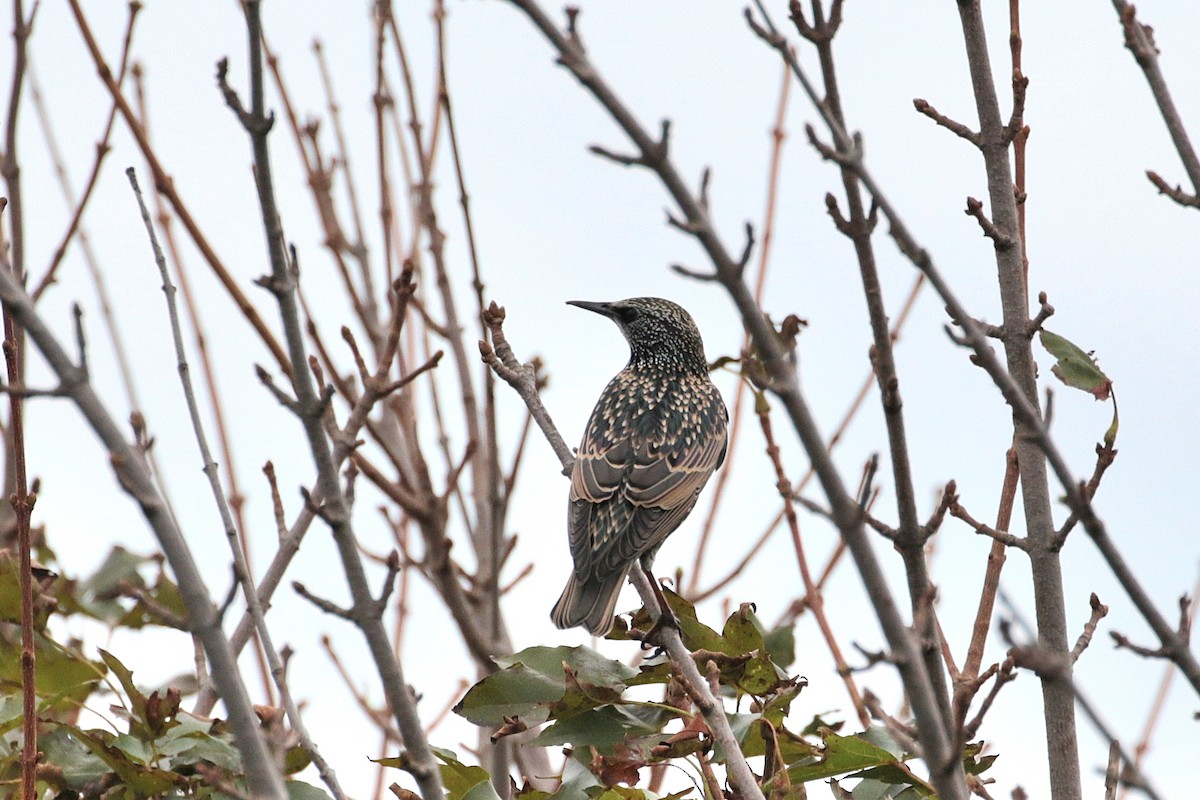 European Starling - ML620884674