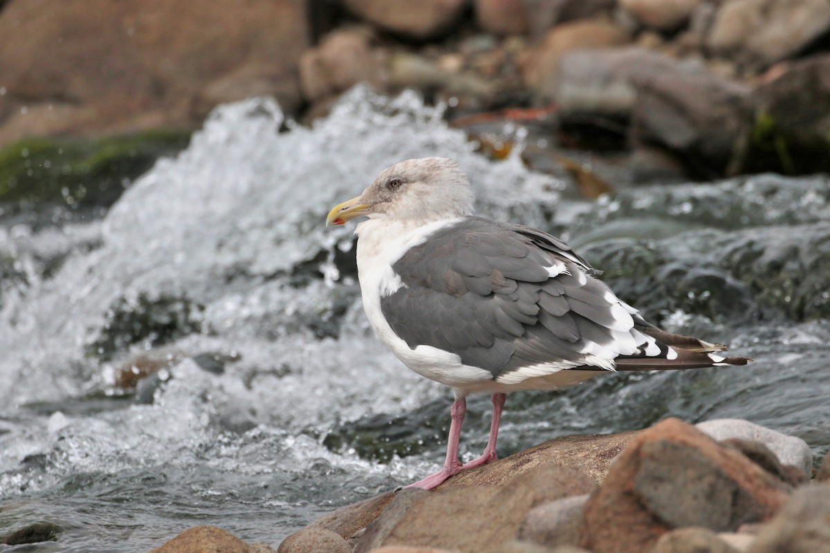 Slaty-backed Gull - ML620884675