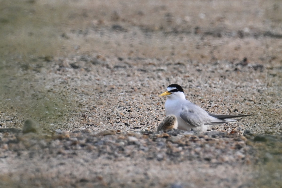 Little Tern - ML620884683