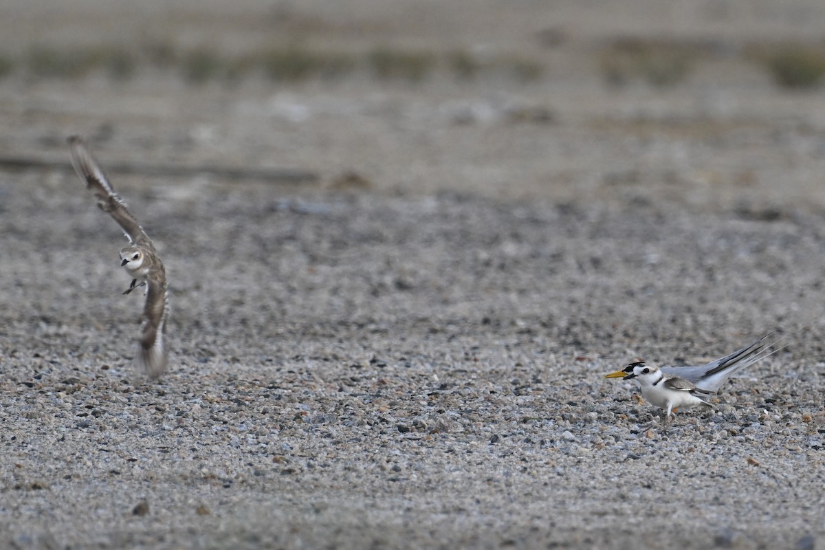 White-faced Plover - ML620884687