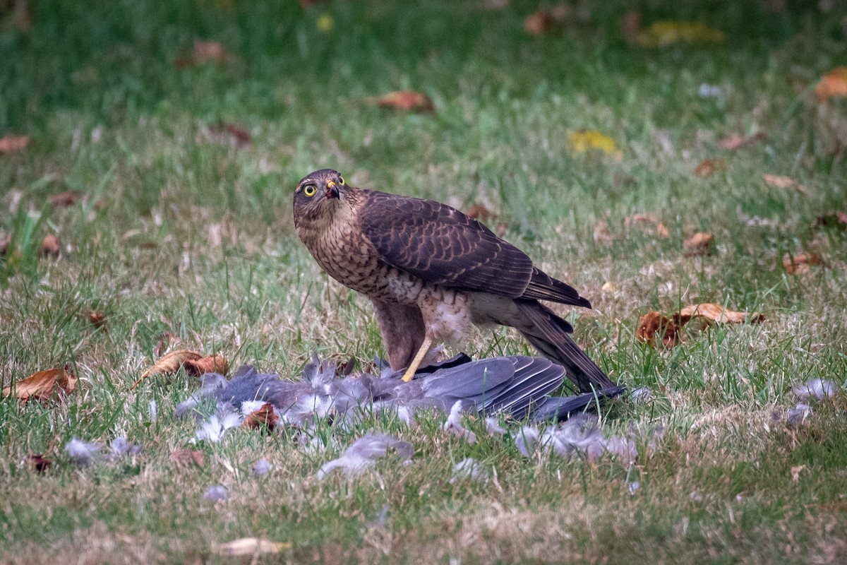 Eurasian Sparrowhawk - ML620884688