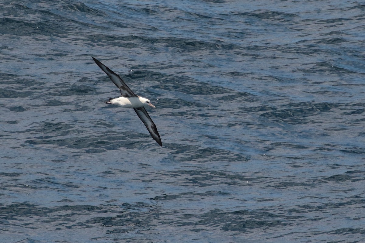 Albatros de Laysan - ML620884695