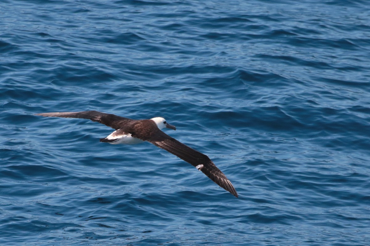 albatros laysanský - ML620884696