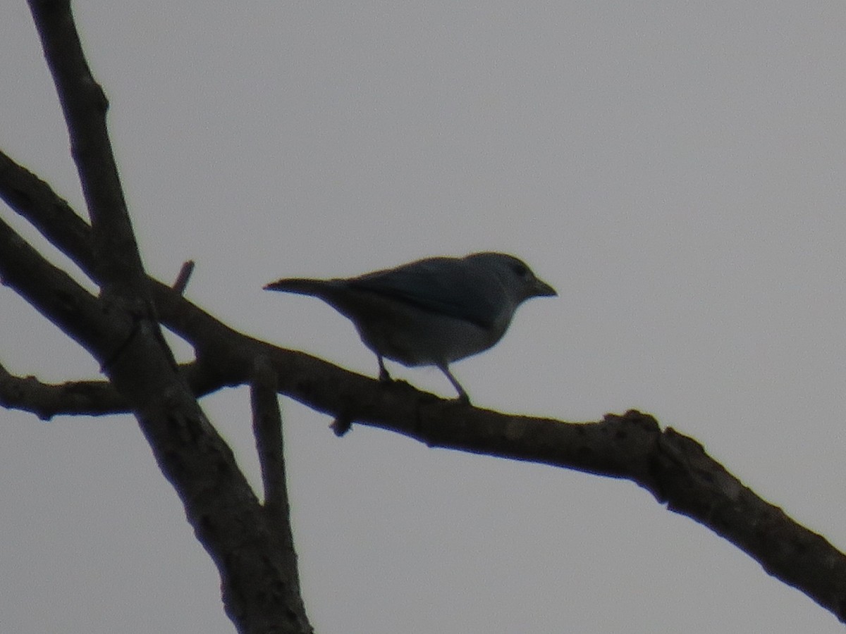 Sayaca Tanager - Luiz Fernando de Andrade Figueiredo Luiz Fernando